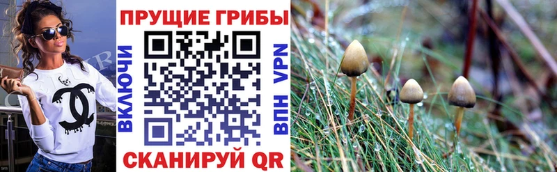 Галлюциногенные грибы Psilocybe  Купить где  Верхоянск 
